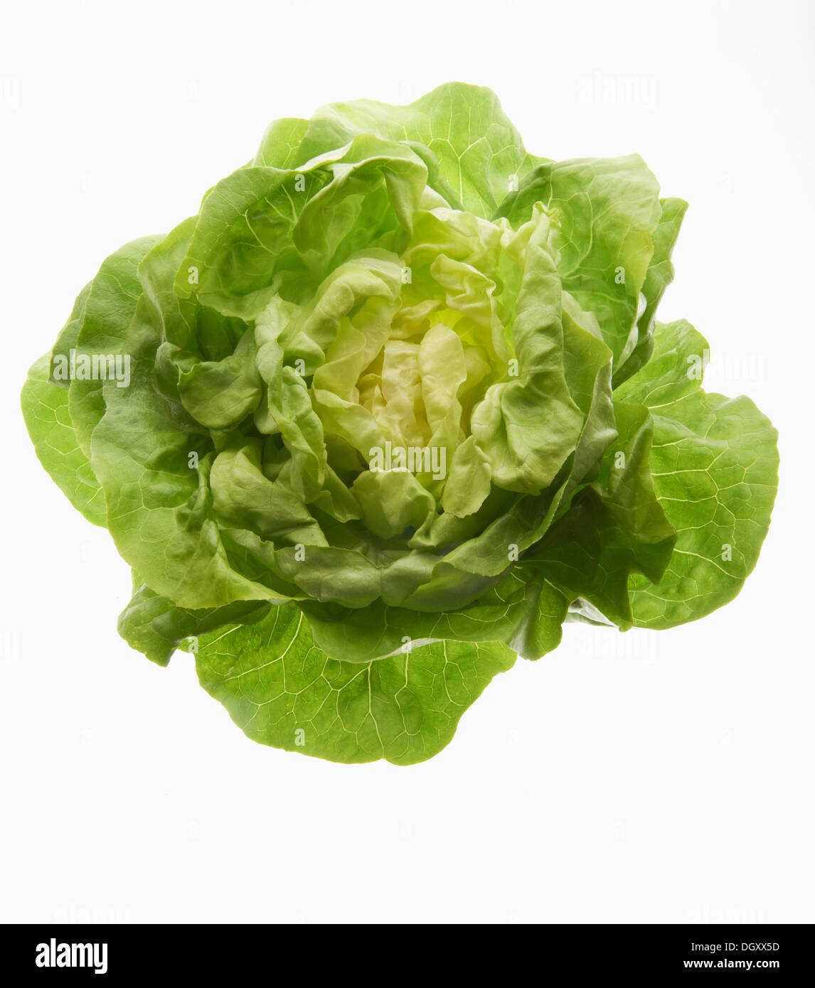 Lettuce (Lactuca sativa) Stock Photo