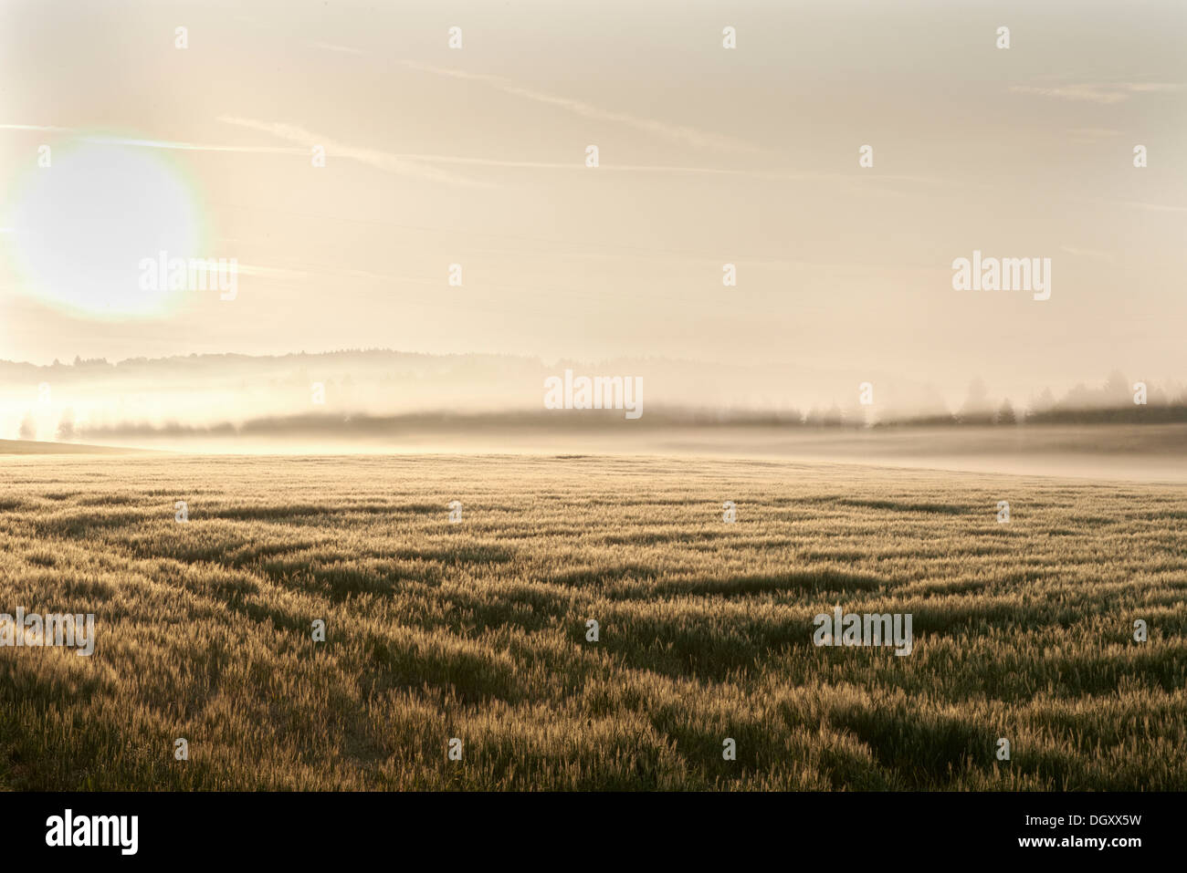 Wheat field in the morning, backlit with fog, Leutstetten, Starnberg, Upper Bavaria, Bavaria, Germany Stock Photo