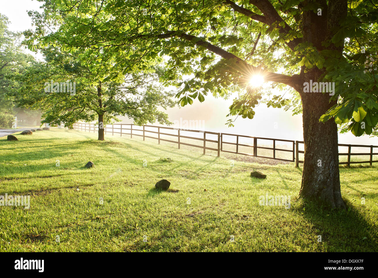 Paddock surrounded by trees in the morning light, Ammerland am Starnberger See, Münsing, Upper Bavaria, Bavaria, Germany Stock Photo