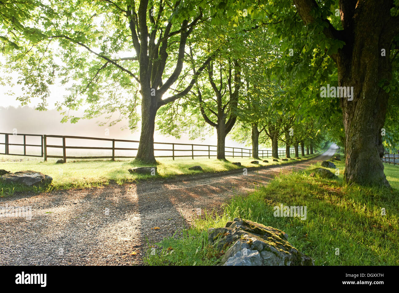 Road lined with old trees, with a paddock in the fog, Ammerland am Starnberger See, Münsing, Upper Bavaria, Bavaria, Germany Stock Photo