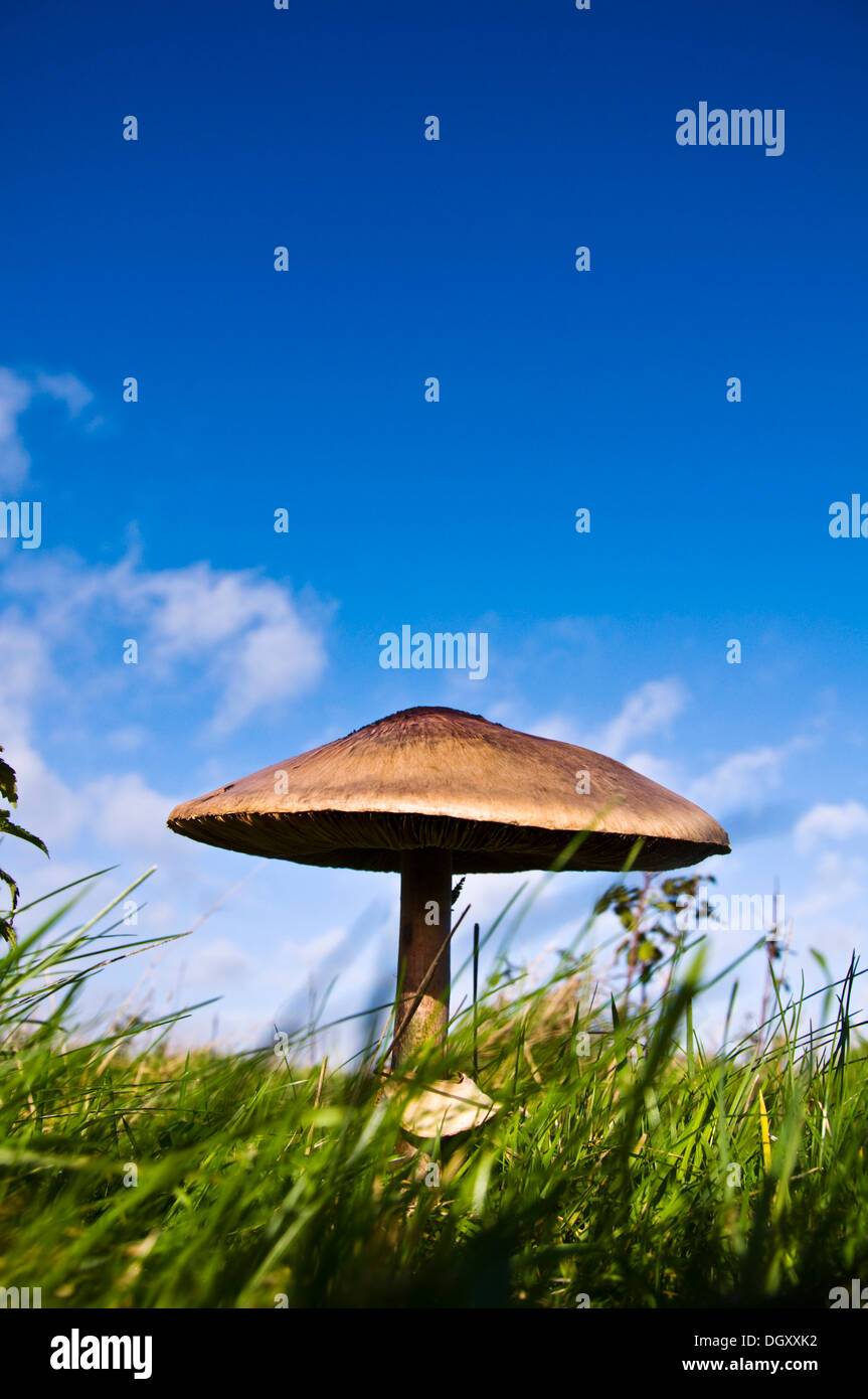 Giant wild mushroom in a field Stock Photo