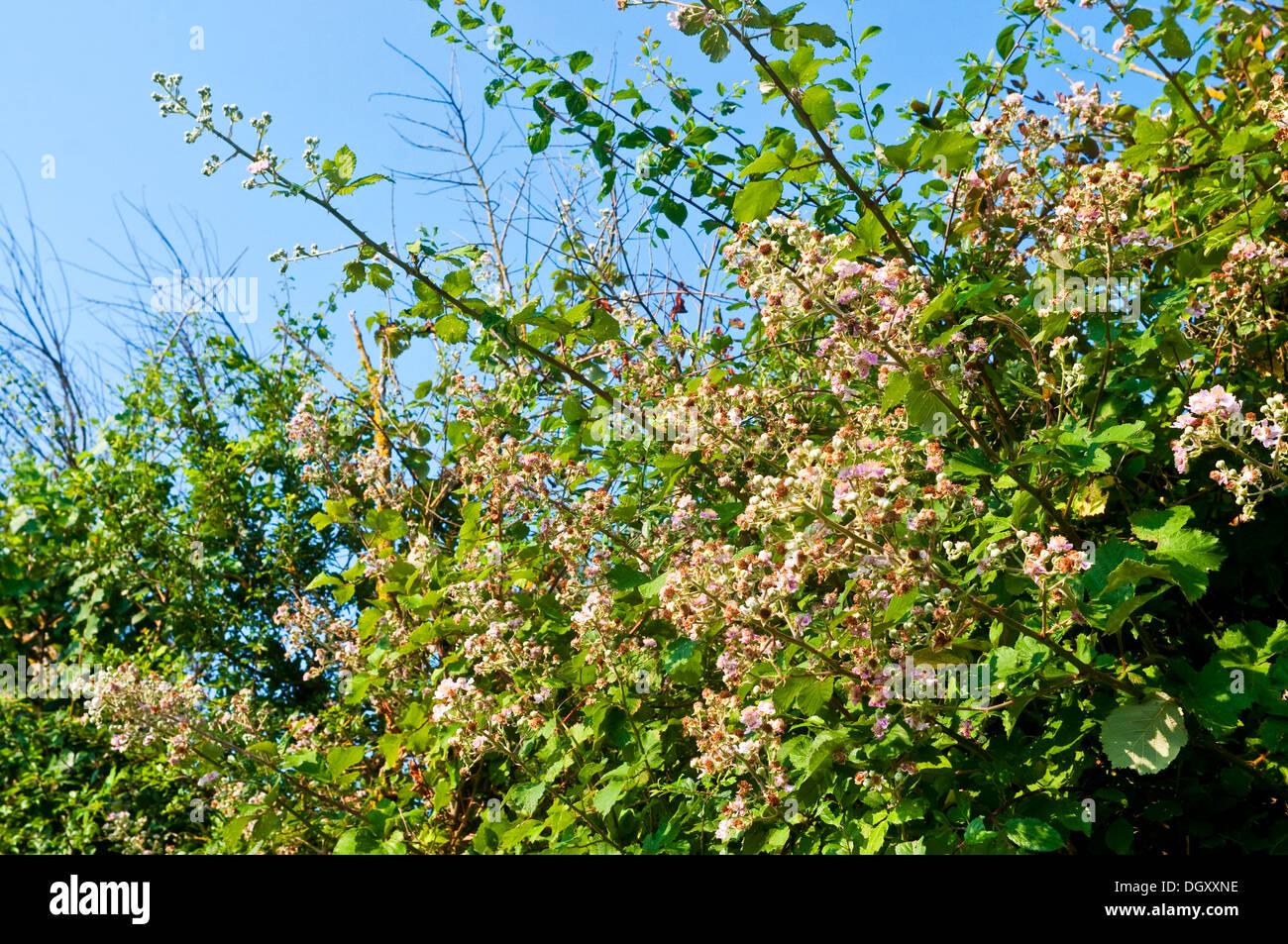 Blackberry hedge hires stock photography and images Alamy
