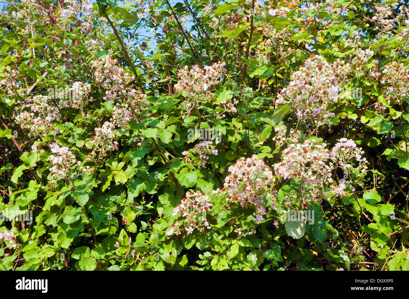 Blackberry hedge hires stock photography and images Alamy