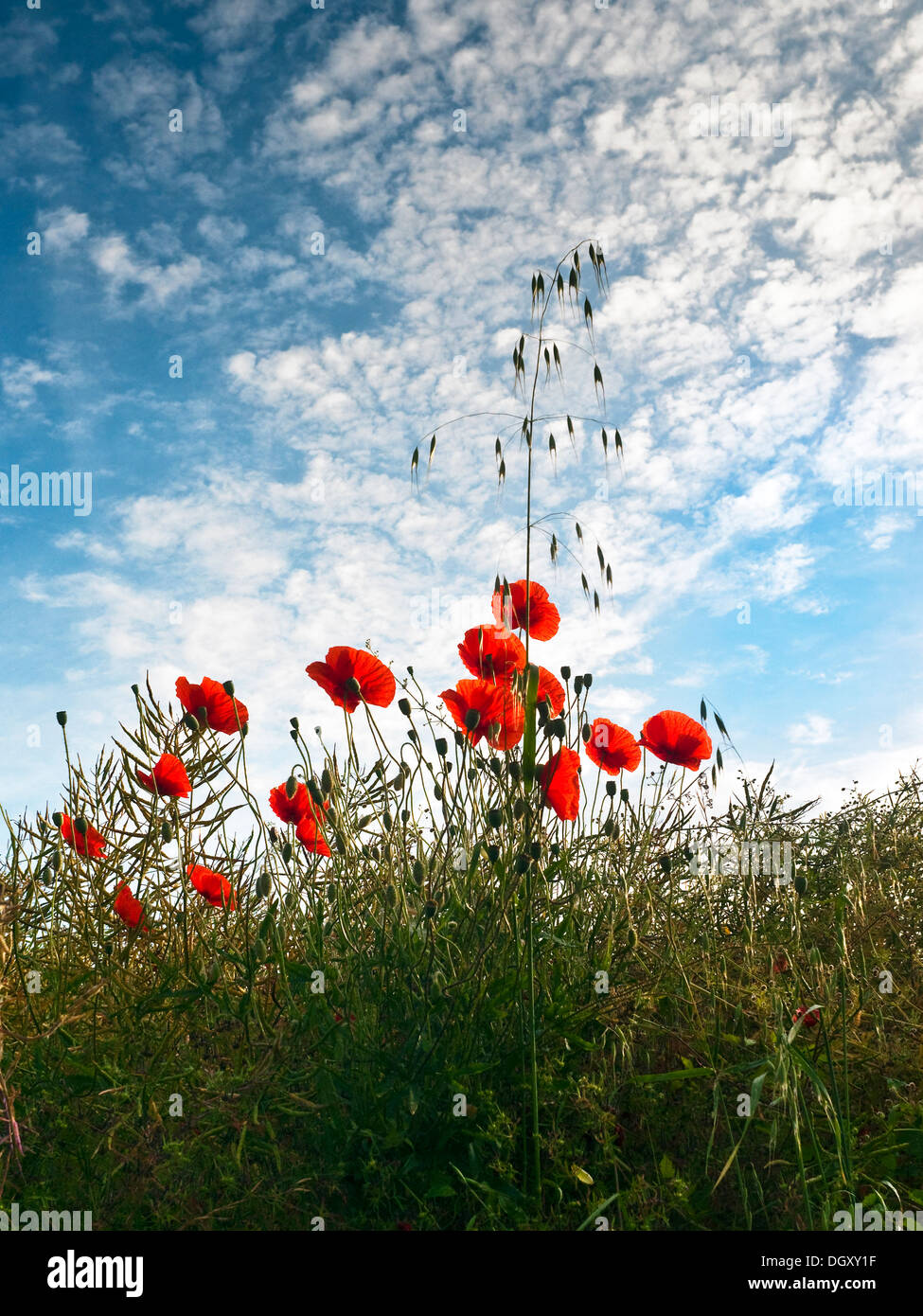 Common Poppies against cloudy sky France. Stock Photo