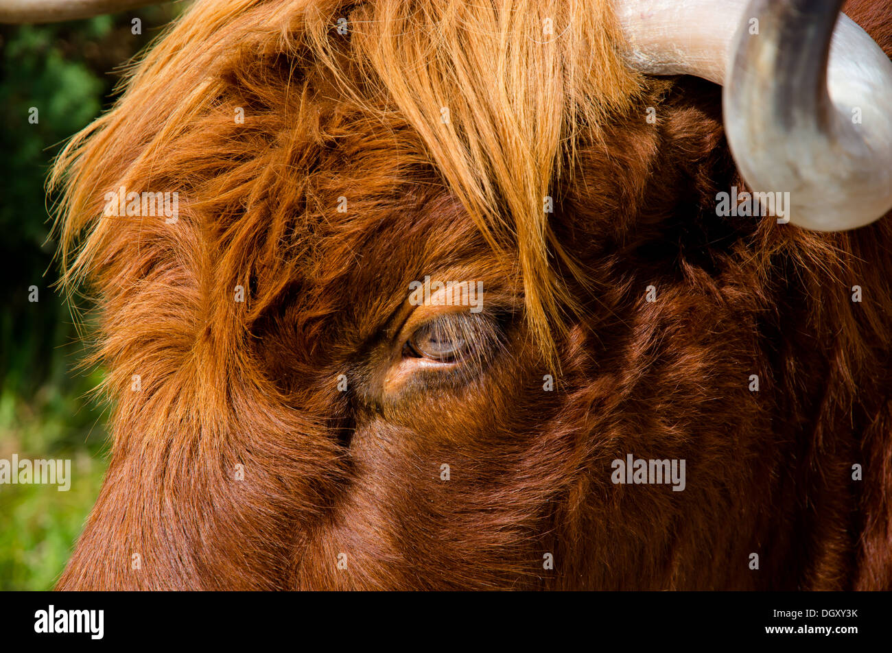 Portrait Of The Furry Head Of A Highland Cattle In Scotland Stock Photo