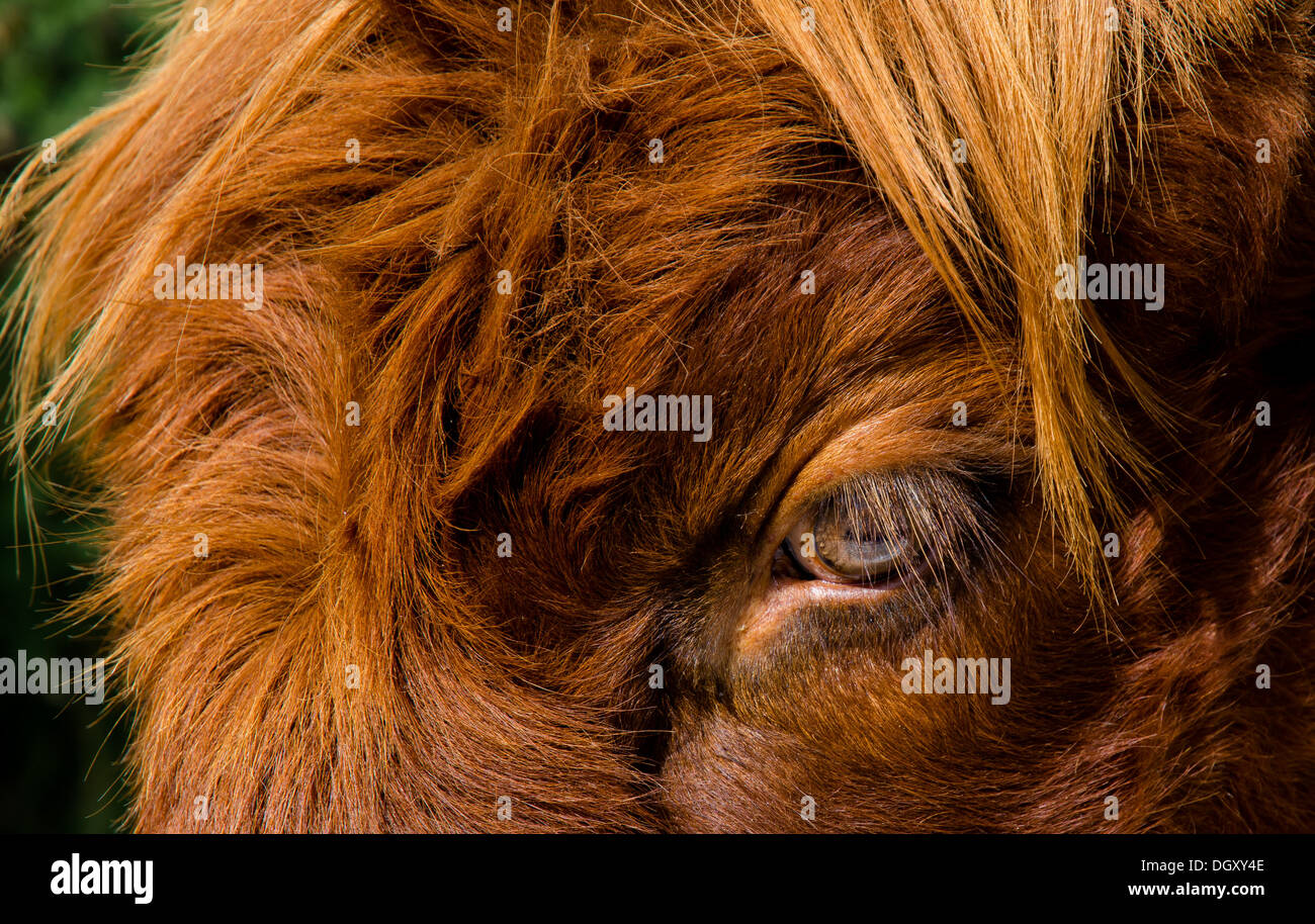 Portrait Of The Furry Head Of A Highland Cattle In Scotland Stock Photo