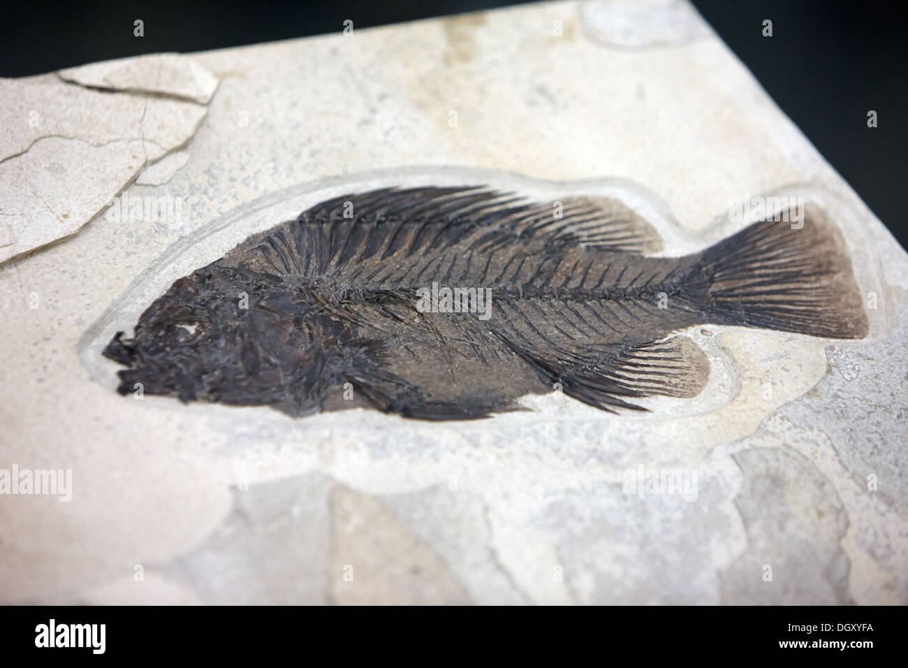 fossilised perch fish sample in a rock on display Stock Photo
