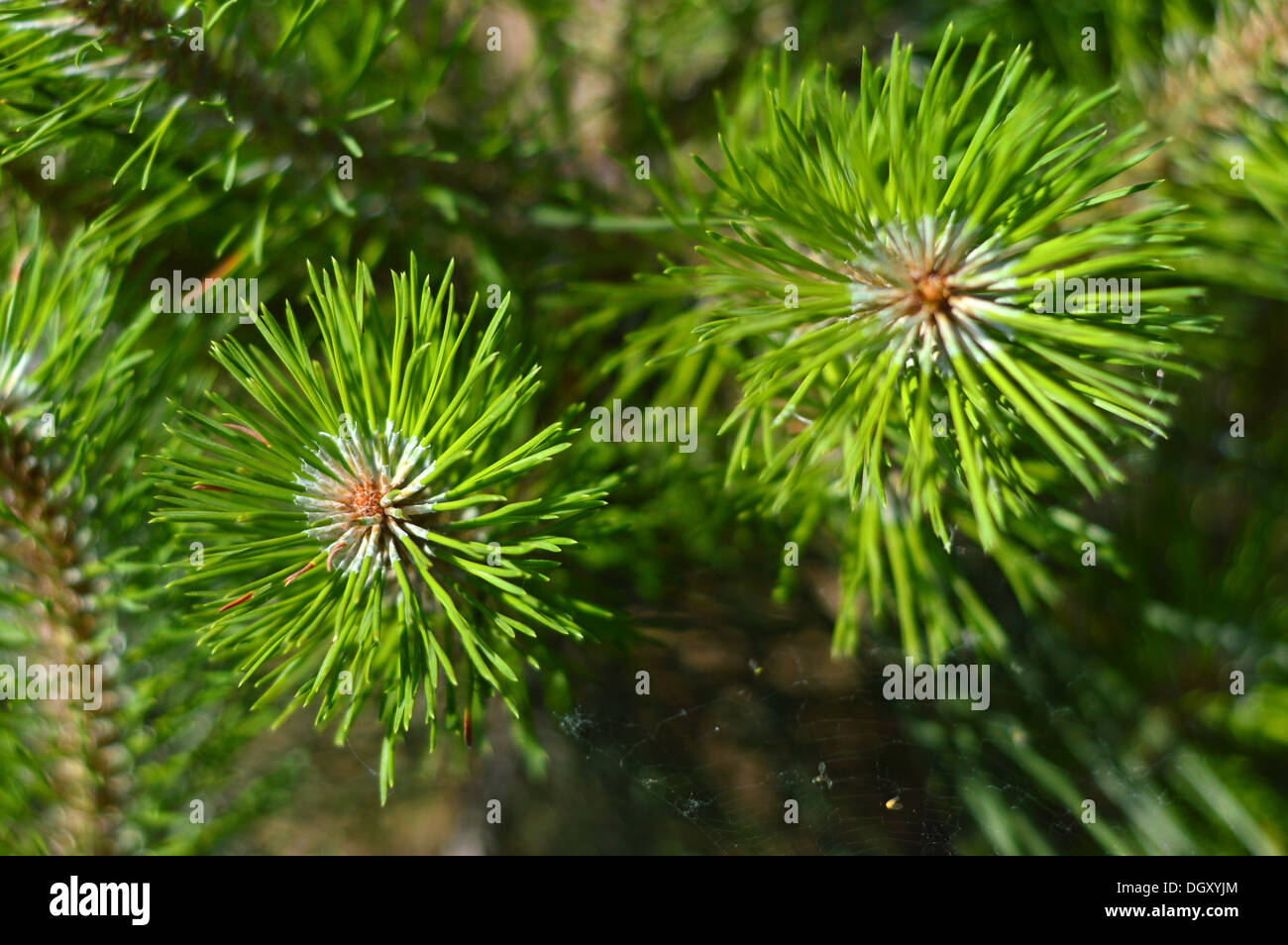 Young fir tree branches Stock Photo Alamy