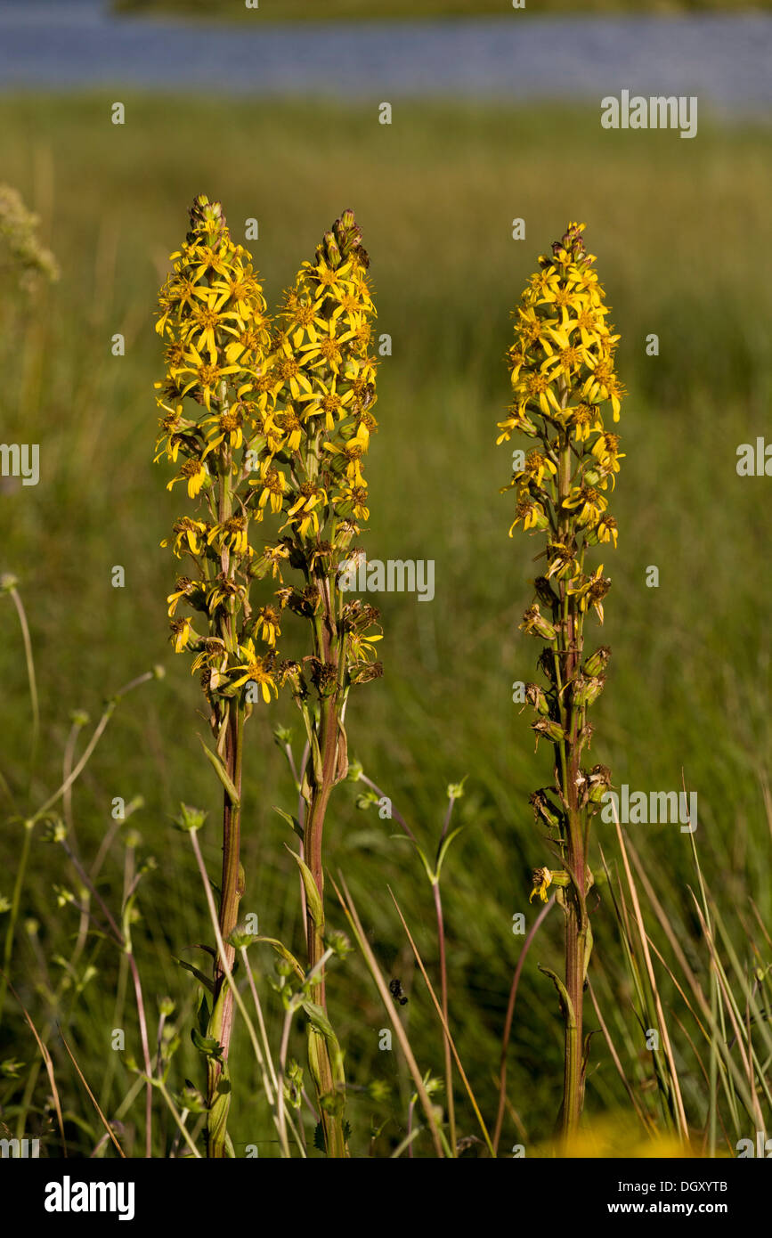 Siberian Ligularia, Ligularia sibirica in flower in the Auvergne, France. Stock Photo