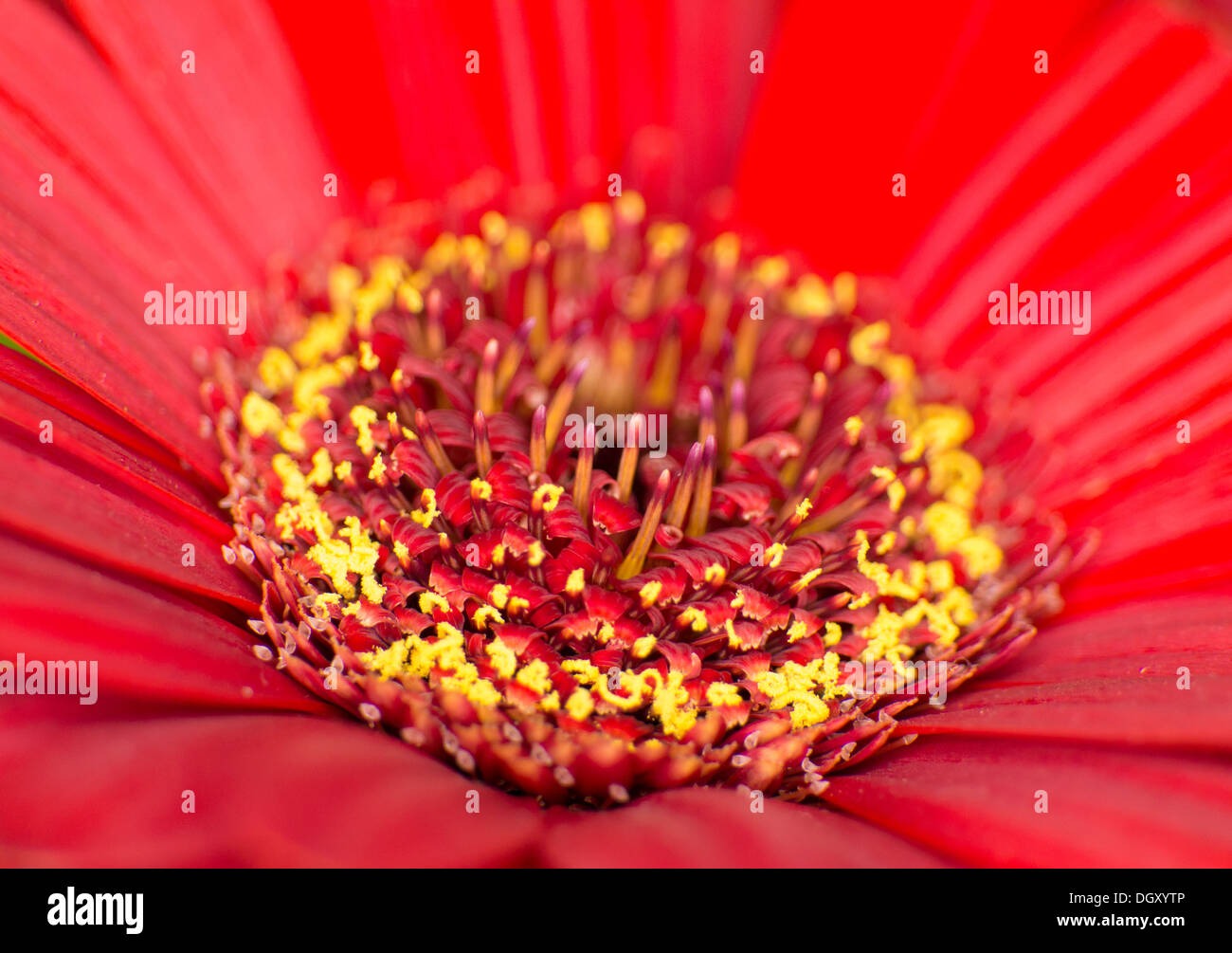Macro shot of flowers Stock Photo