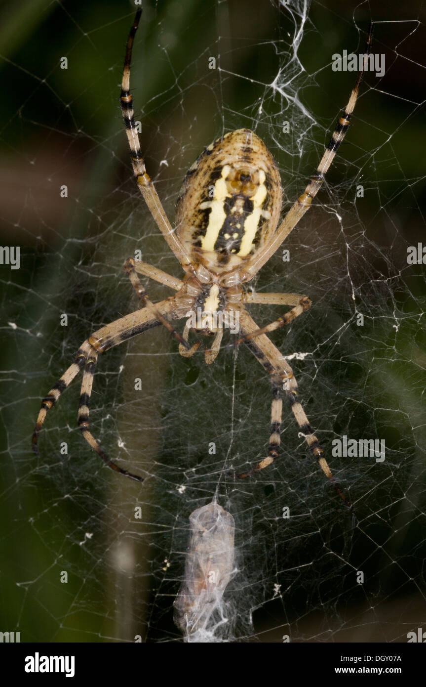 Female Wasp-spider, Argiope bruennichii on web, with stabilimentum. Stock Photo