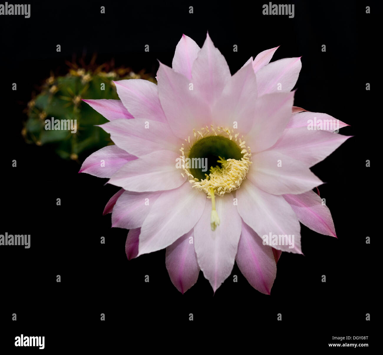 Queen of the Night separated on black background blooming cactus Stock Photo