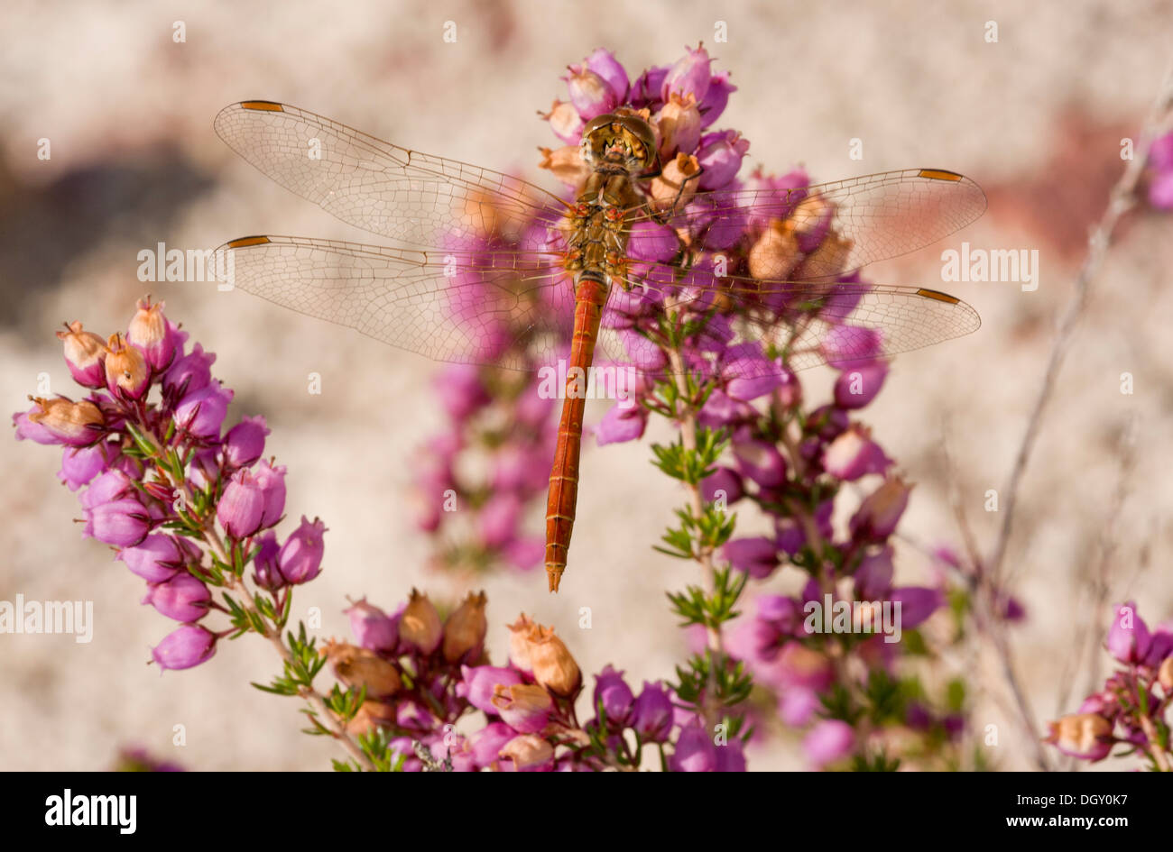Male Moustached Darter / Vagrant Darter, Sympetrum vulgatum. Dragonfly perched on Bell Heather. France. Stock Photo