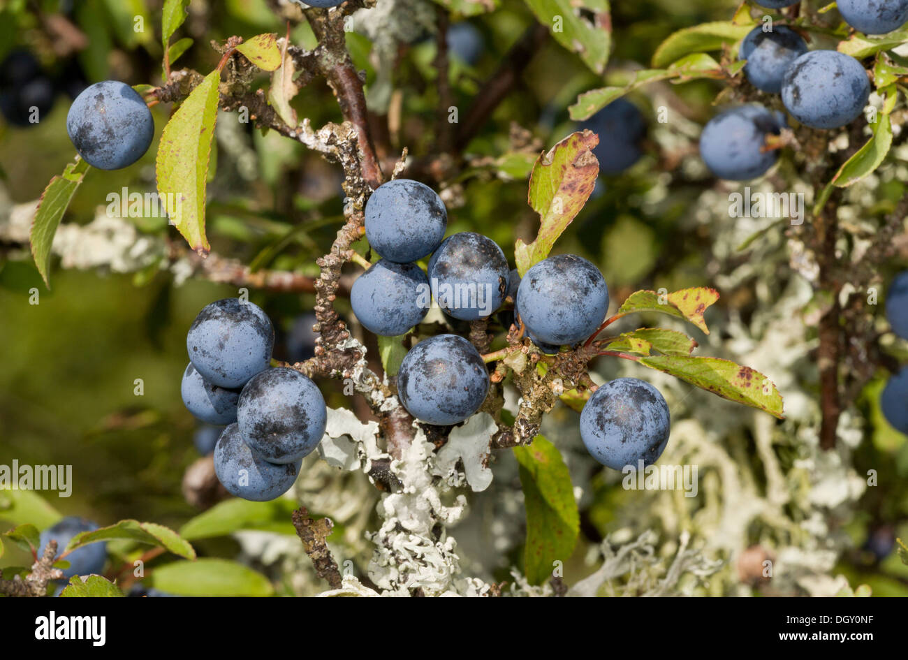 Are Blackthorn Berries Poisonous To Dogs