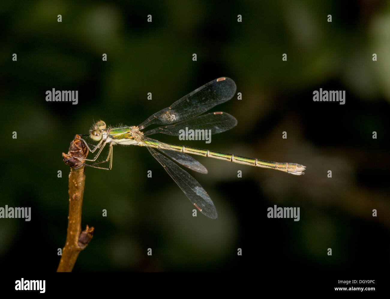 Female Small Spreadwing / Small Emerald Damselfly, Lestes virens, perched Stock Photo