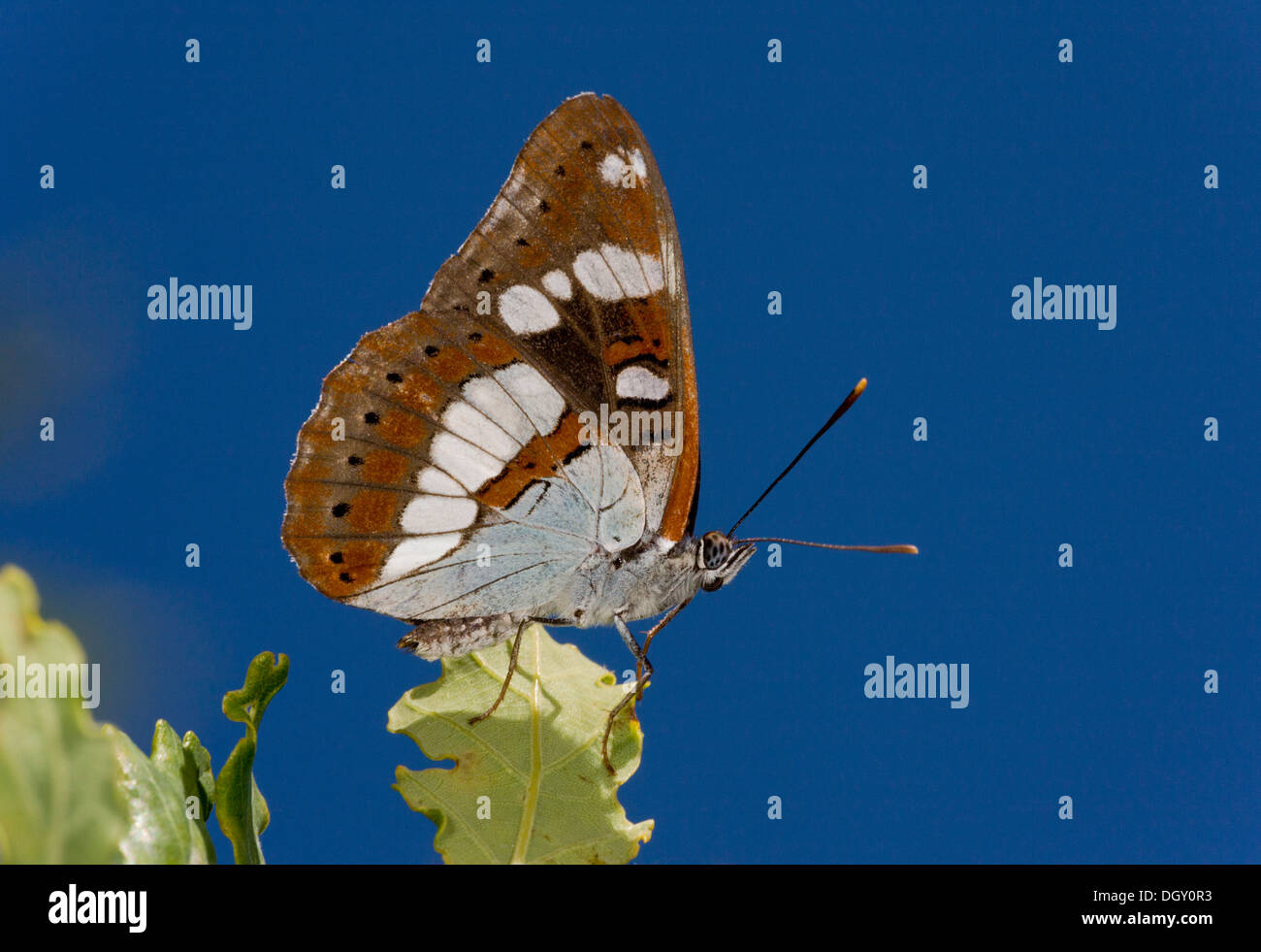 Southern White Admiral, Limenitis reducta settled with wings closed. Brenne, France. Stock Photo