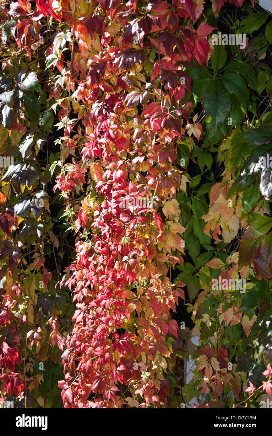 virginia creeper in autumn colour Stock Photo