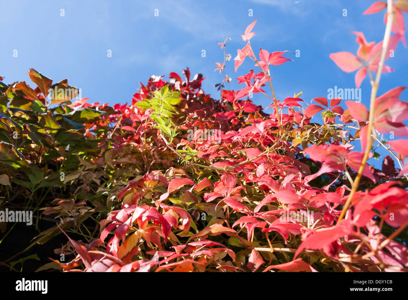 virginia creeper in autumn colour Stock Photo