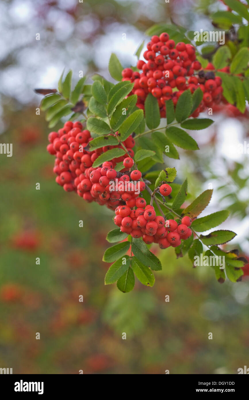 Sorbus aucuparia. Red berries on a Rowan tree. Stock Photo