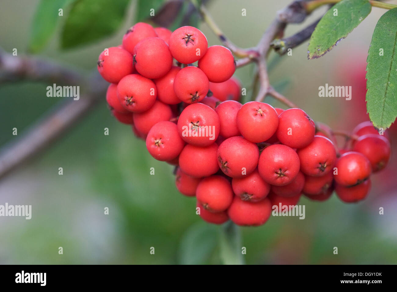 Sorbus aucuparia. Red berries on a Rowan tree. Stock Photo