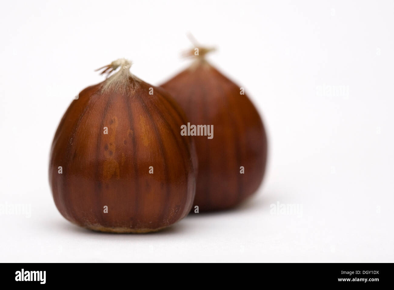 Castanea sativa. Sweet Chestnuts isolated on a white background. Stock Photo