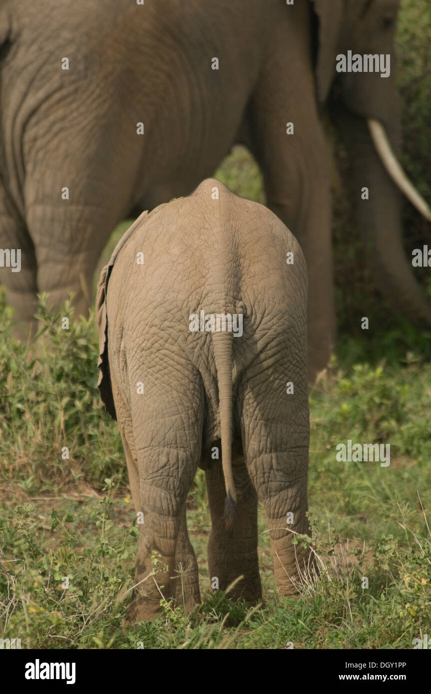 Young African elephant behind its mother Stock Photo
