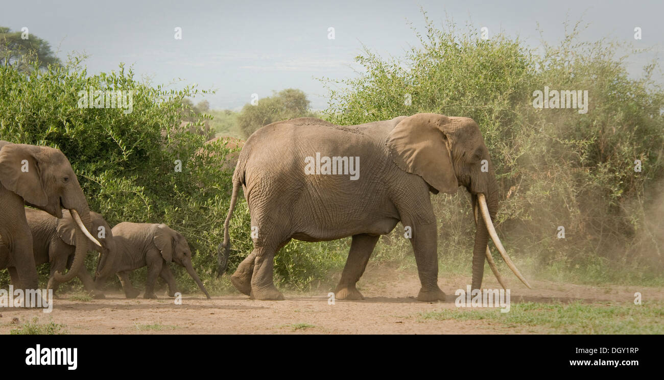 Elephant matriarch with young and other elephants walking Stock Photo