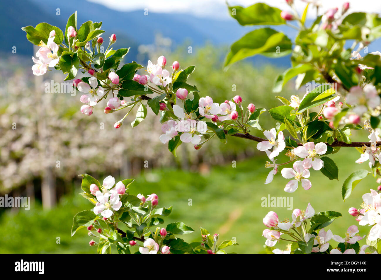 Apple blossoms in an apple tree orchard, bei Meran, South Tyrol province, Trentino-Alto Adige, Italy Stock Photo