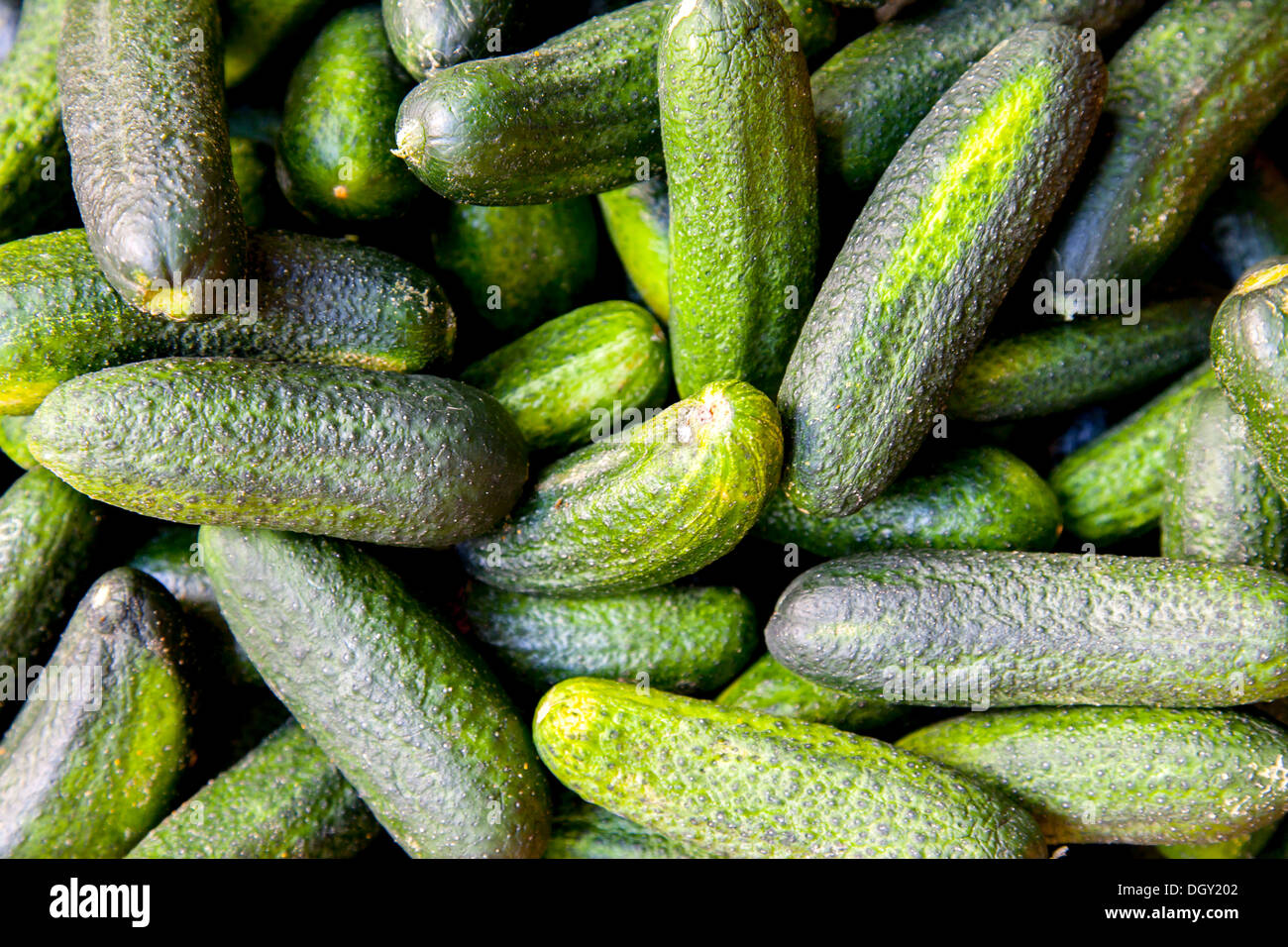 Pickling cucumbers, Hamburg, Hamburg, Germany Stock Photo