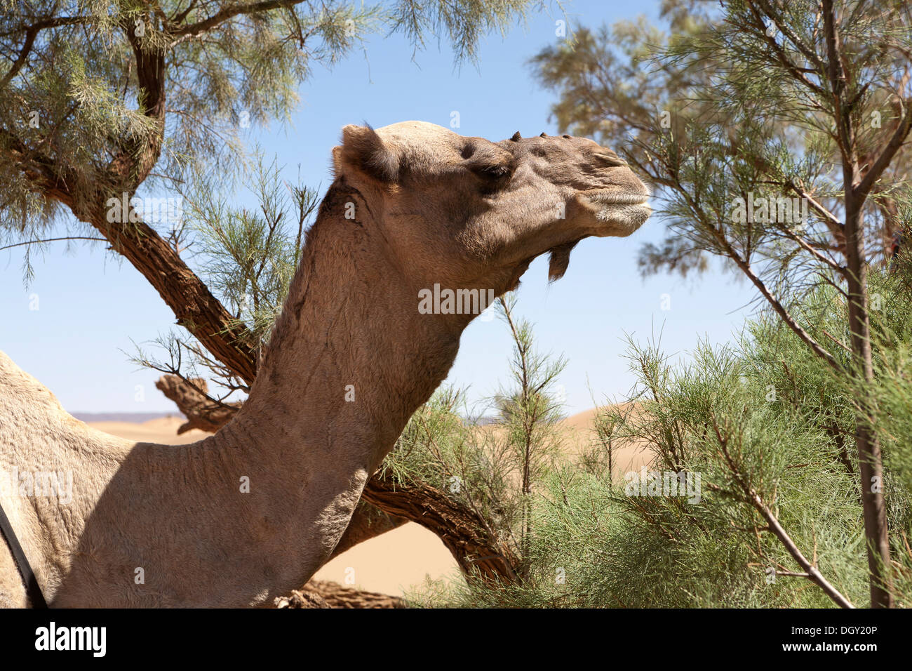 Head and neck shot of a dromedary camel eating from a tamarisk tree
