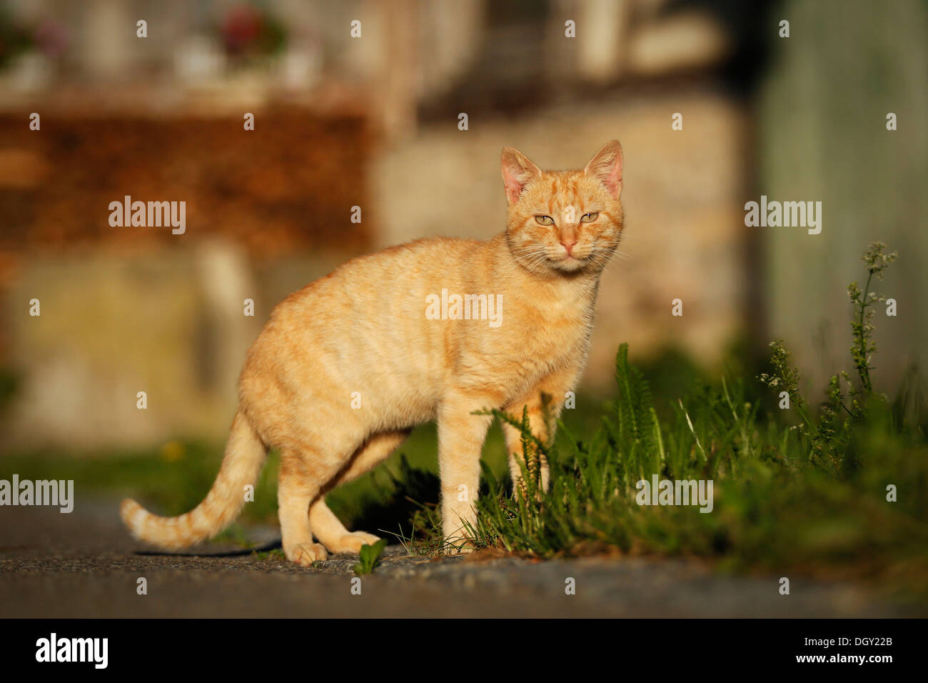 Red tabby semiferal village cat on a farm Stock Photo Alamy