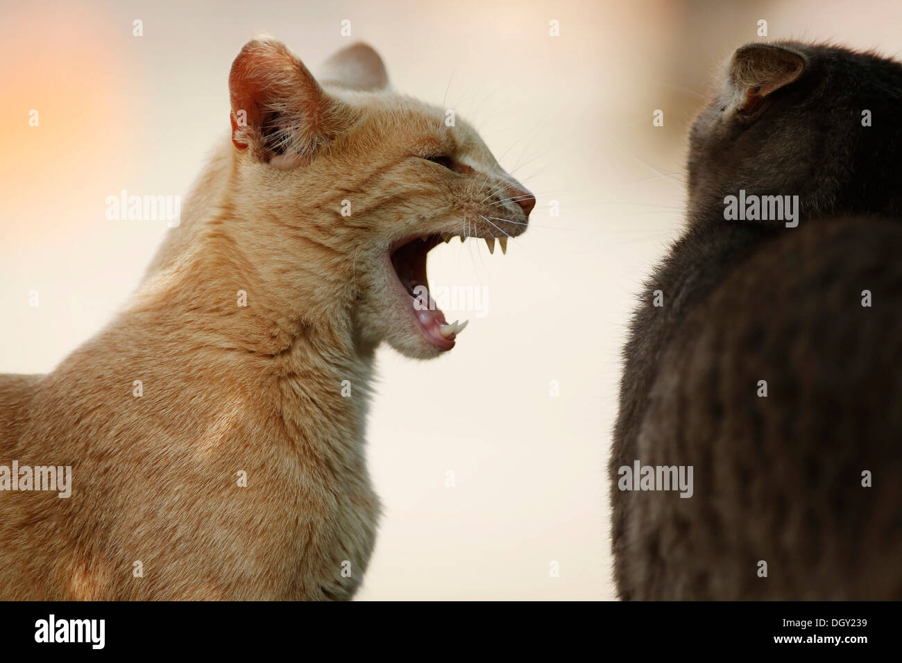 Two cats fighting, a red tabby cat hissing at a silver gray tabby cat Stock Photo