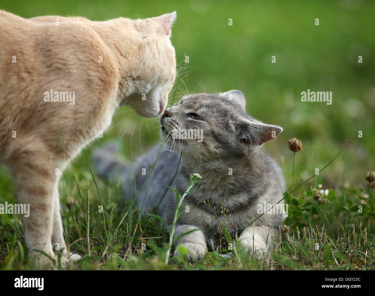 Two village cats, semi-feral, behavior when greeting each other, red tabby and a silver gray tabby Stock Photo
