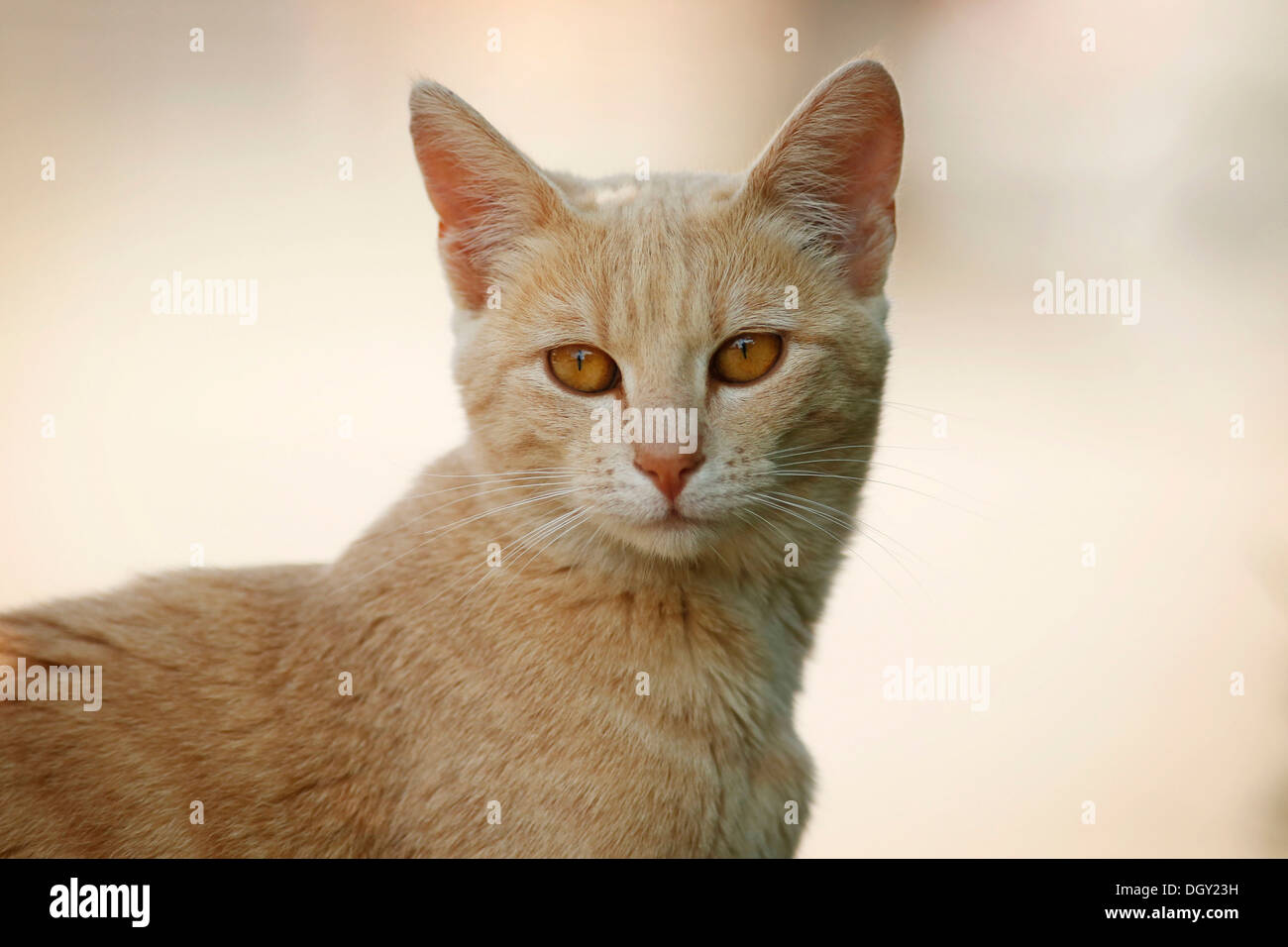 Red tabby cat, semi-feral, portrait Stock Photo