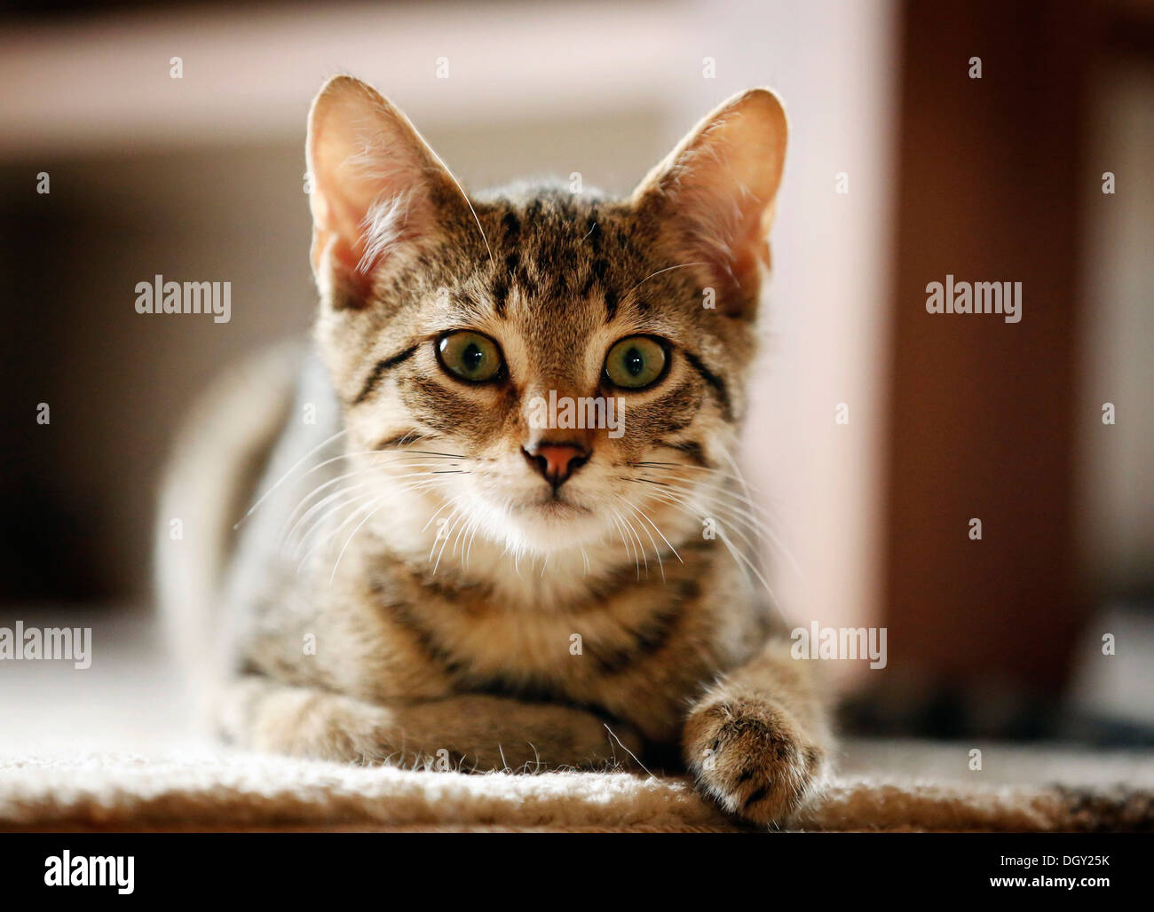 Brown tabby cat, 4 months, lying on a sofa Stock Photo