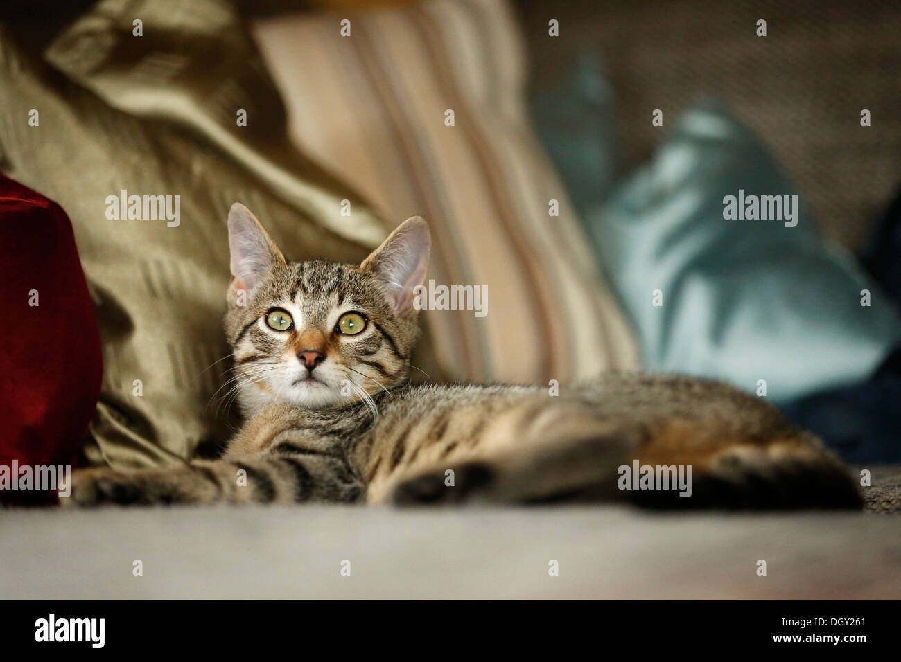 Brown tabby cat, 4 months, lying on a sofa Stock Photo
