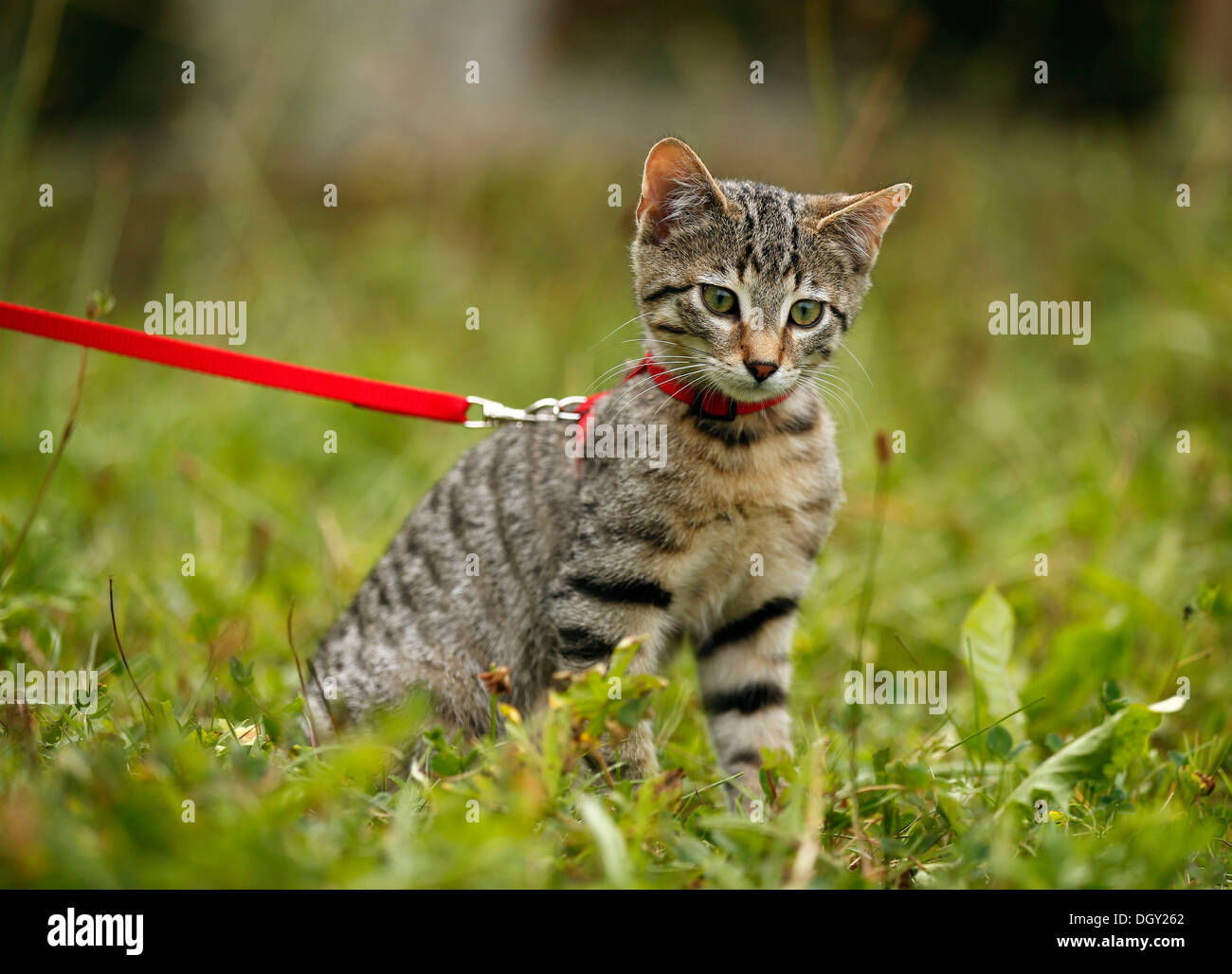 Brown tabby cat, 4 months, sitting on the grass with a leash Stock Photo