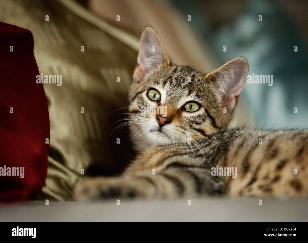 Brown tabby cat, 4 months, lying on a sofa Stock Photo