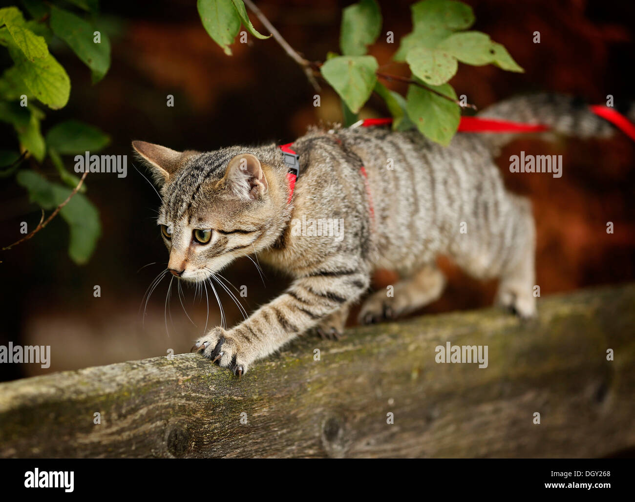 Brown tabby cat, 4 months, wearing a leash, balancing on a wooden fence ...