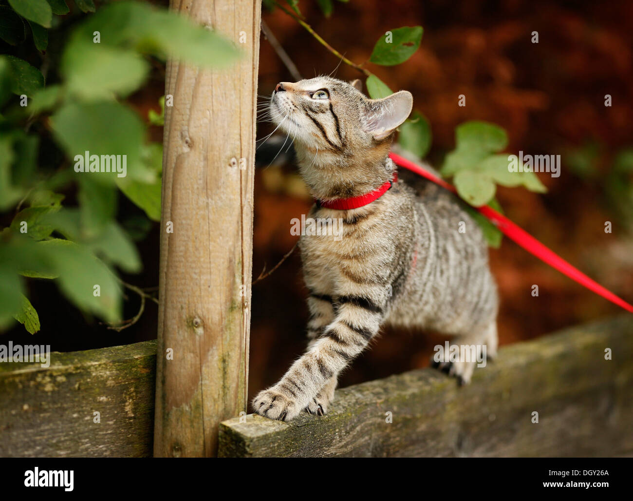 Brown tabby cat, 4 months, wearing a leash, balancing on a wooden fence ...