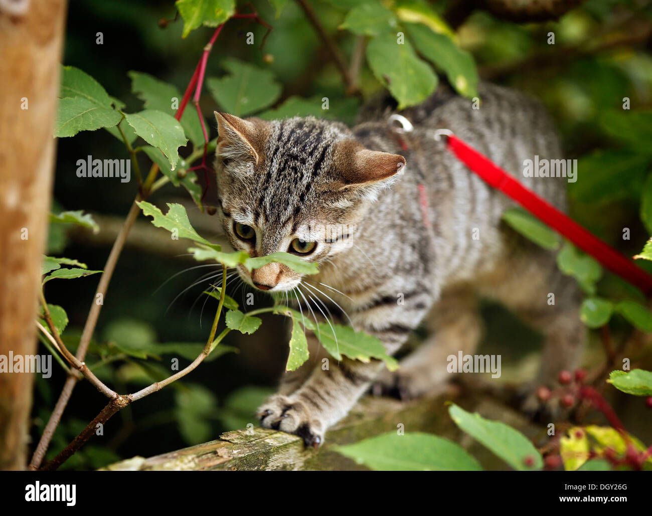 Brown tabby cat, 4 months, wearing a leash, balancing on a wooden fence ...