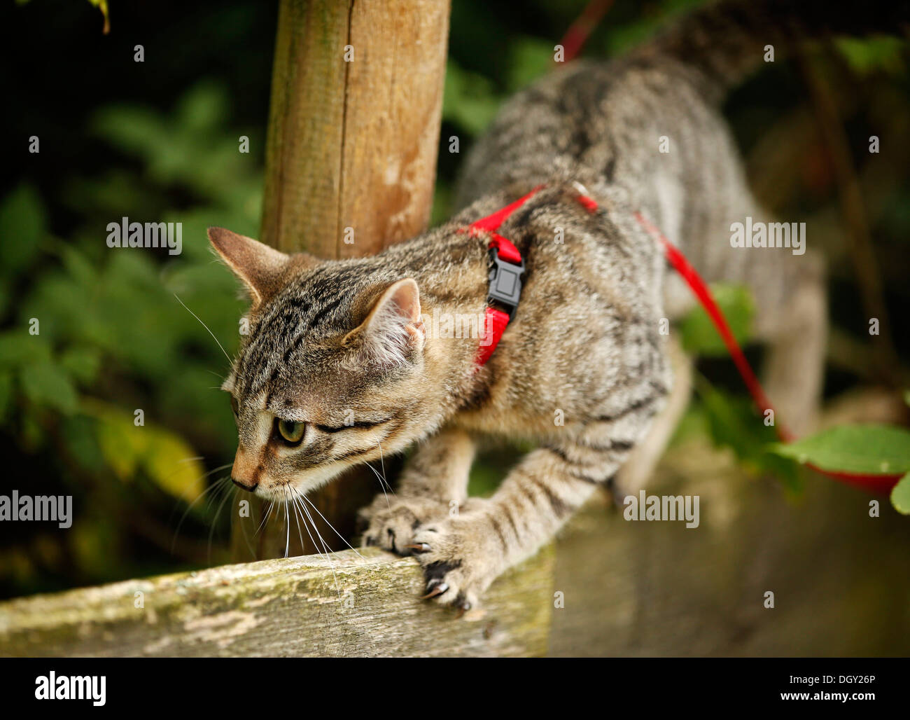 Brown tabby cat, 4 months, wearing a leash, balancing on a wooden fence ...