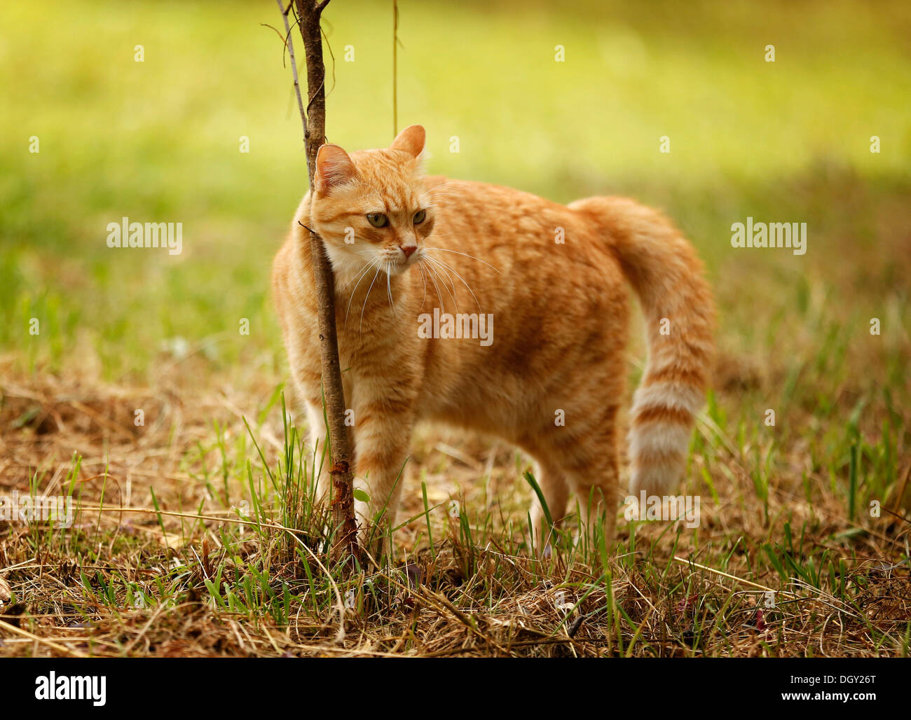 Red tabby cat rubbing itself against a bush on a meadow Stock Photo Alamy