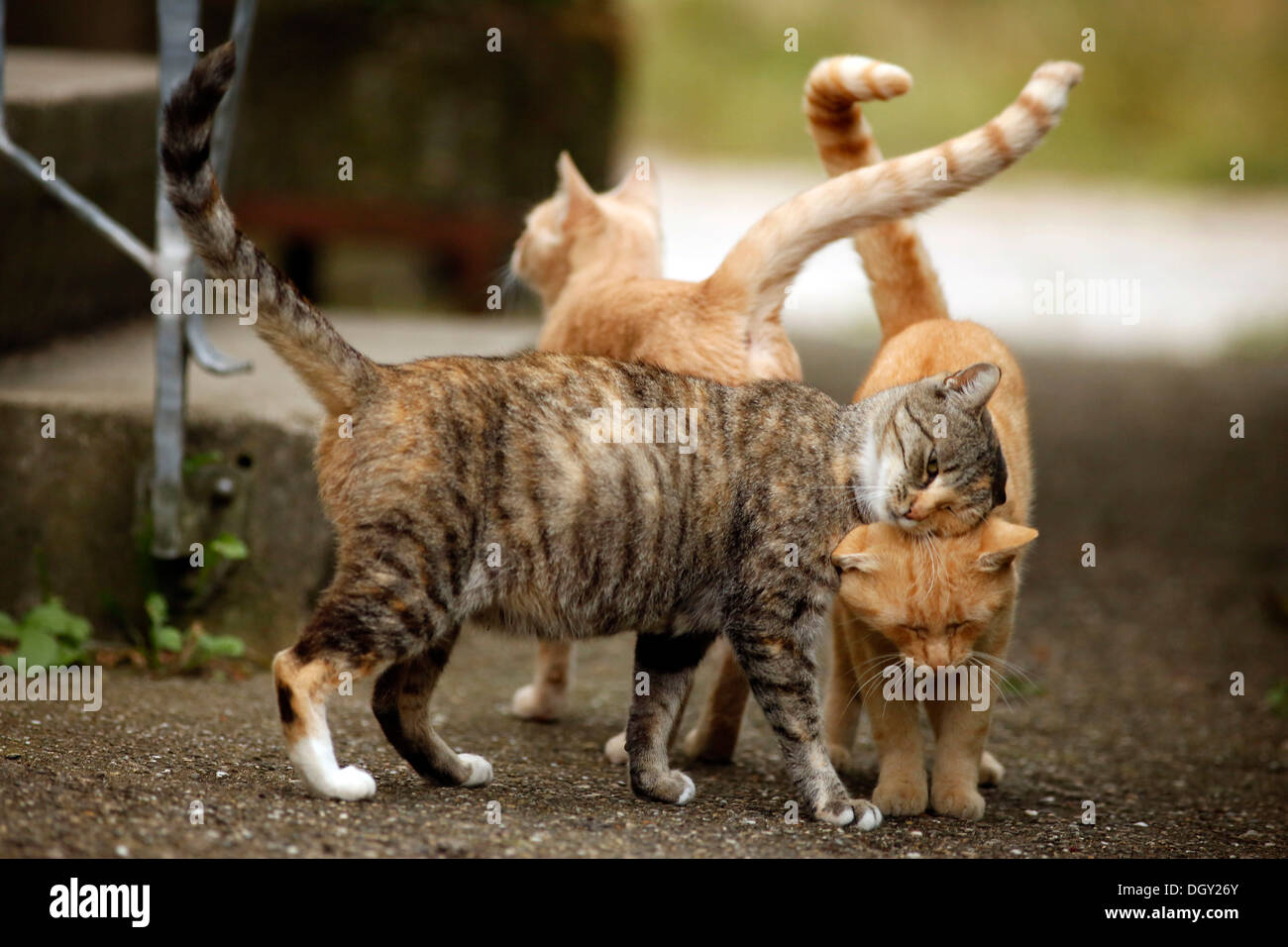 Greeting behavior, pregnant tri-colored tabby cat being welcomed by two red tabby cats Stock Photo