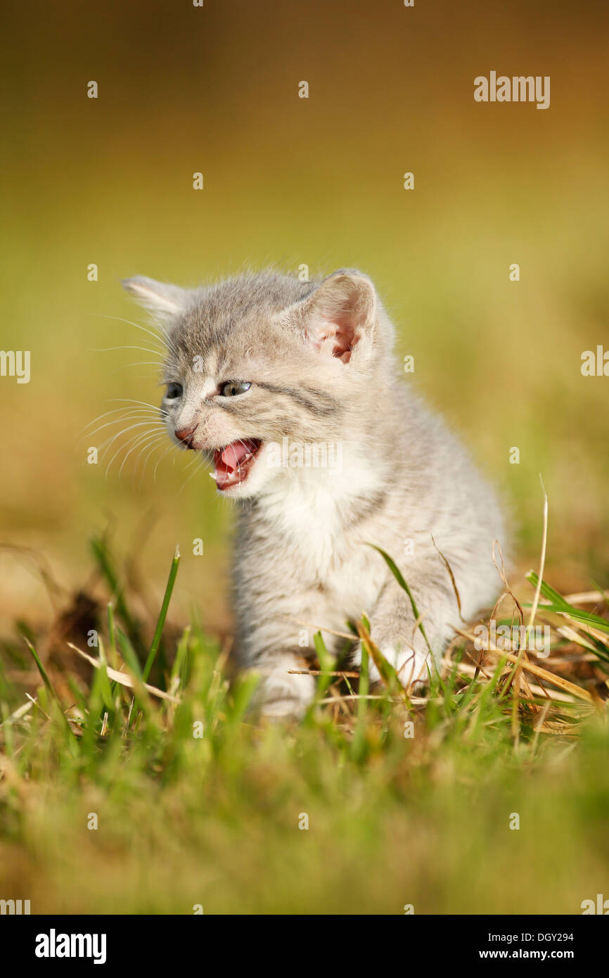 Domestic cat, kitten, 6 weeks, light gray mackerel, walking through a