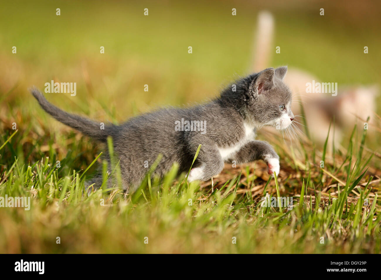 Domestic cat, kitten, 6 weeks, gray, running over a meadow Stock Photo