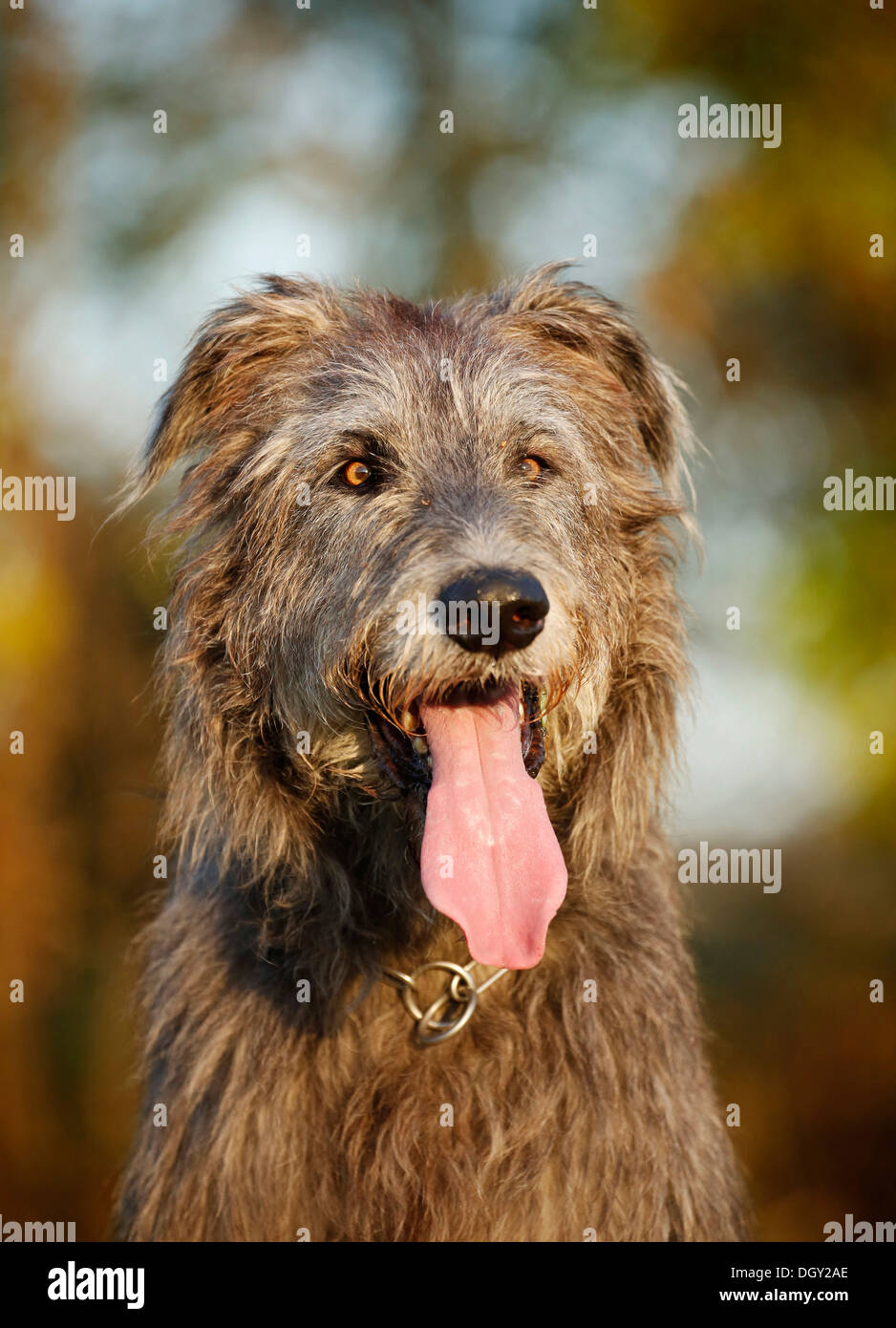 Irish Wolfhound, portrait, panting Stock Photo - Alamy