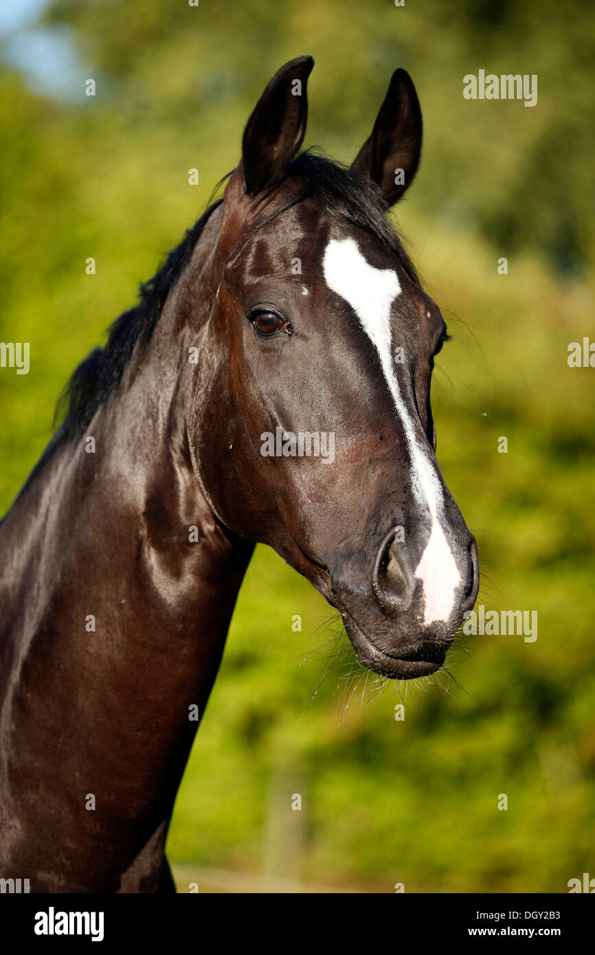 Black horse, gelding, Baden-Wuerttemberg breed, portrait Stock Photo