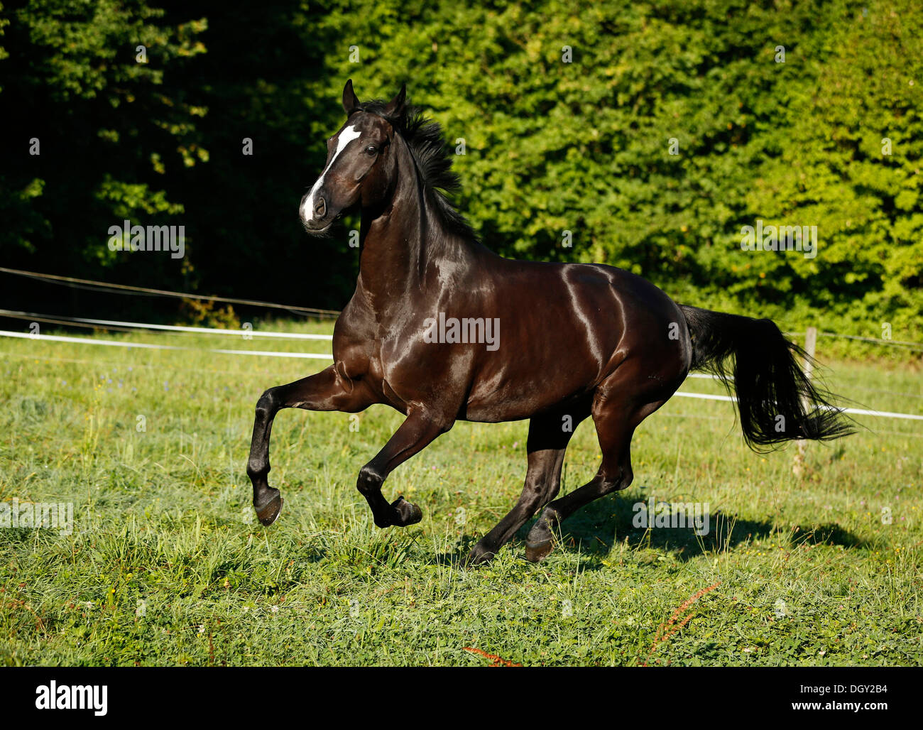 Black thoroughbred horse running hires stock photography and images