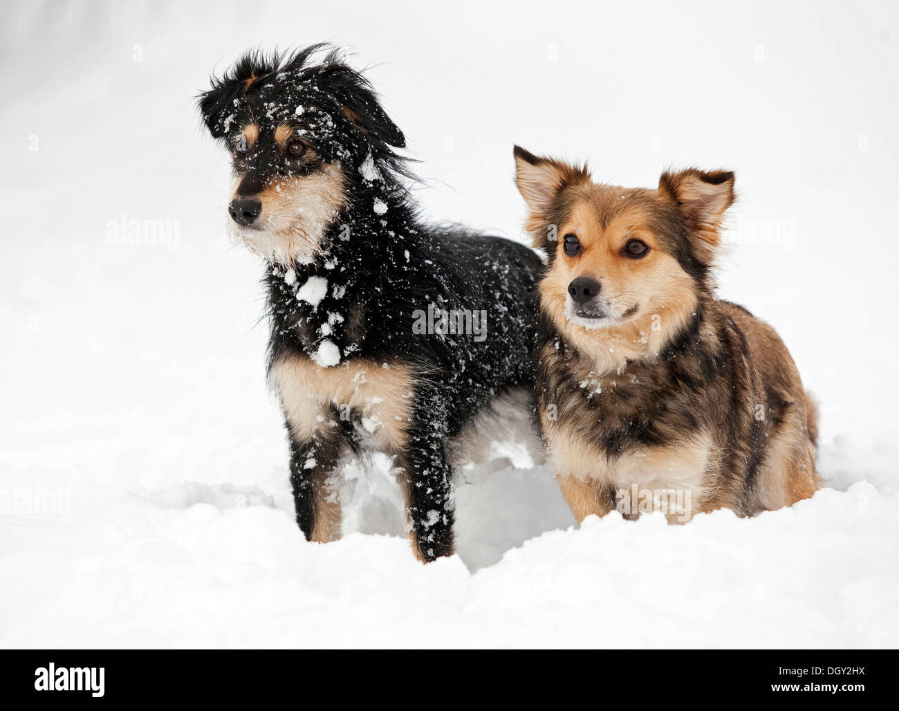 Can 2 Dogs Keep Each Other Warm